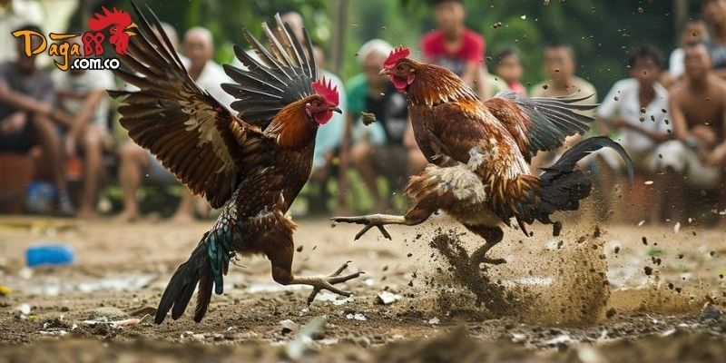 Làm Sao Để Tăng Tỉ Lệ Thắng Khi Chơi Đá Gà Tại Daga88? 3 image 4