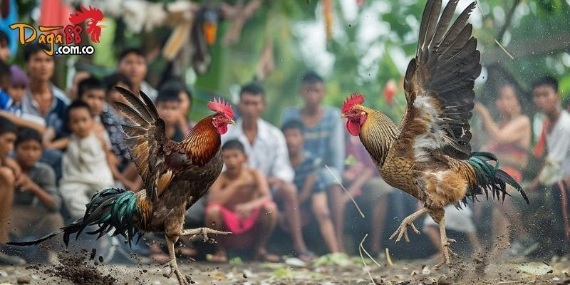 Làm Sao Để Tăng Tỉ Lệ Thắng Khi Chơi Đá Gà Tại Daga88? 1 image 5