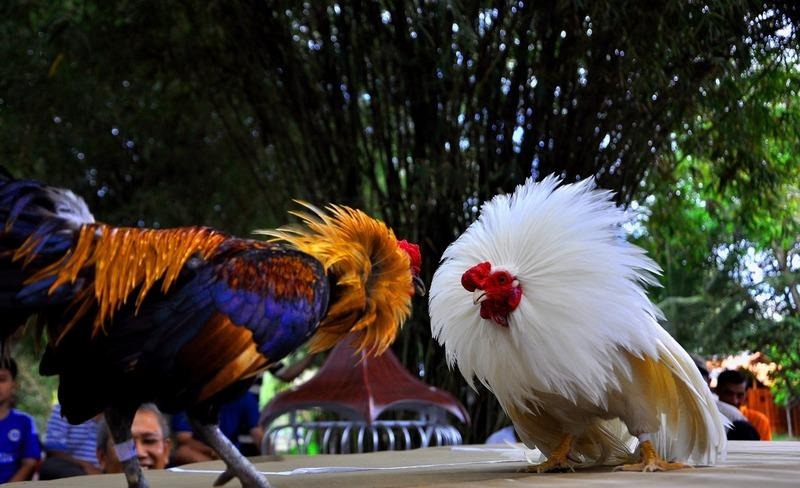 Đá gà VN168 và trải nghiệm khi theo dõi từng trận đấu 1 image 75