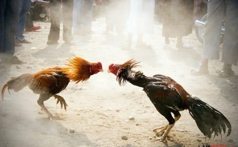 Đá gà VN168 và trải nghiệm khi theo dõi từng trận đấu 2 image 77