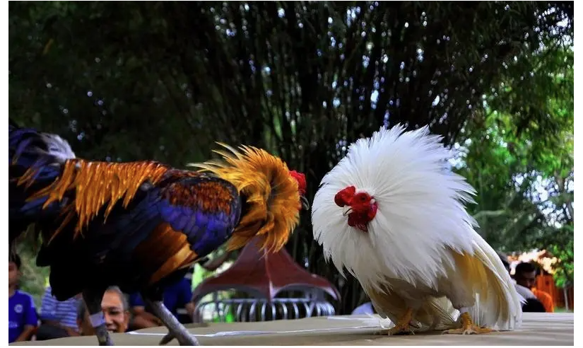 VN168 Cockfighting from a Newcomer’s Perspective 1 image 3