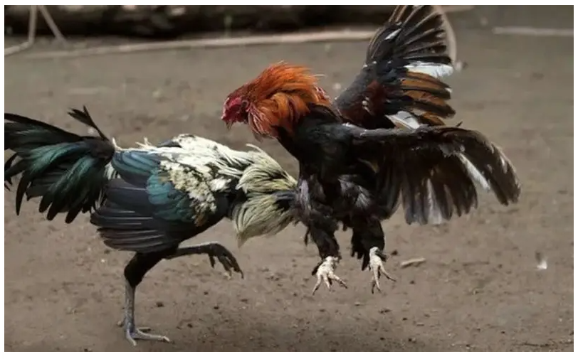 VN168 Cockfighting from a Newcomer’s Perspective 3 image 5